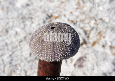 A Sea Urchin out of water Stock Photo