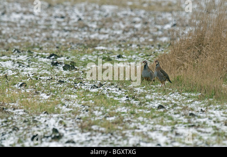 Red-legged Partridge looking over snowy field Stock Photo