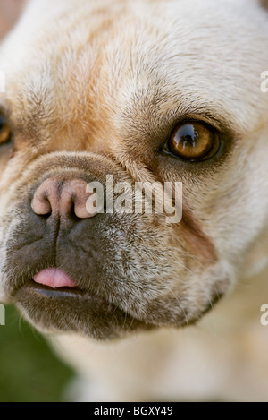 French Bulldog, close-up Stock Photo