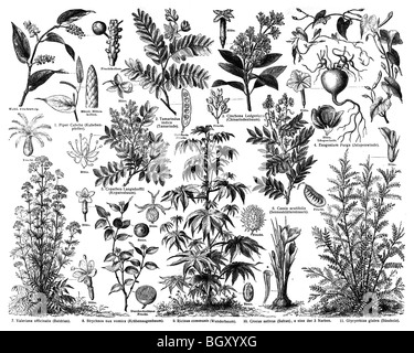 Medicinal Plants B Stock Photo