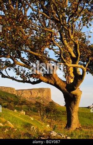 Fair Head (Beann Mhór) from Murlough Bay, framed by a tree lit by early morning sun, County Antrim, Northern Ireland Stock Photo