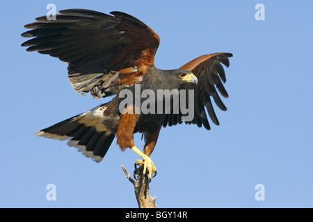 Harris' Hawk Stock Photo