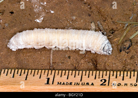 Yucca Giant-Skipper caterpillar or larva Stock Photo