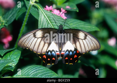 Orchard Swallowtail Butterfly (Papilio aegeus) is found along the east coast of Australia. Stock Photo