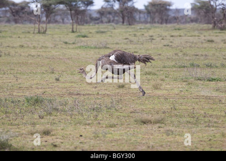 Female Somali Ostrich (Struthio camelus molybdophanes) running at speed on the African scrub Stock Photo