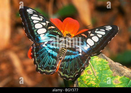 Malaysian Blue Clipper Butterfly (Parthenos sylvia) Native to Phillipines and SE Asia Stock Photo
