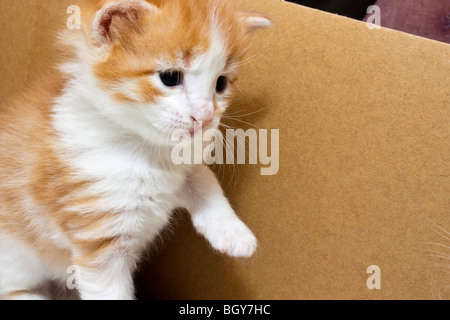Playful kitten Stock Photo