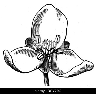 Blossom of Alisma Plantago Stock Photo