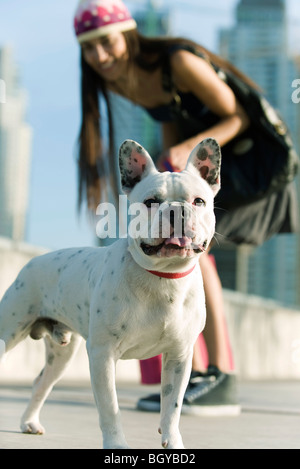 Dog looking at camera, owner in background Stock Photo