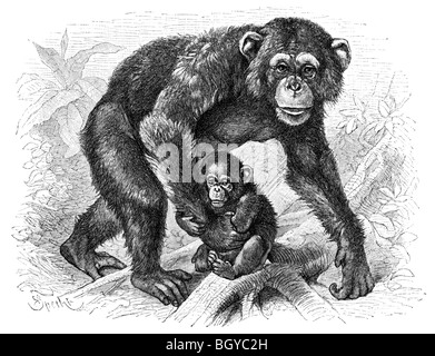 two chimpanzees Stock Photo