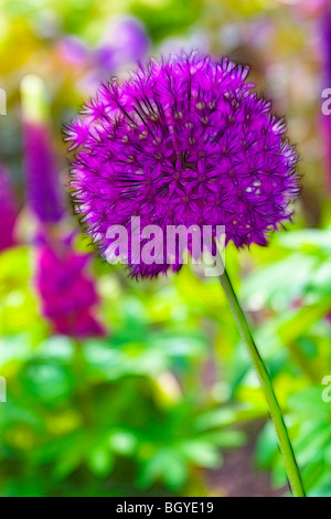 Photo illustration:  Lupins and Allium in full bloom growing in a herbaceous border Stock Photo