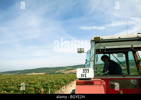 Farmer driving tractor through vineyard Stock Photo