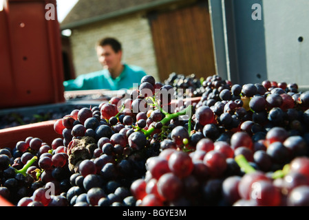 Grapes freshly harvested, worker in background Stock Photo