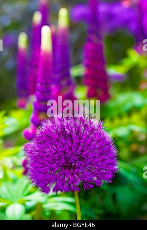 Photo illustration:  Lupins and Allium in full bloom growing in a herbaceous border Stock Photo