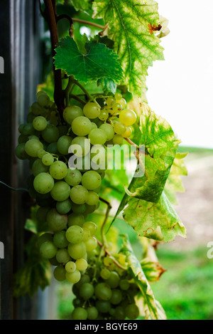 White grapes ripening on vine Stock Photo