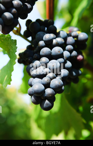 Bunch of red grapes on vine, close-up Stock Photo