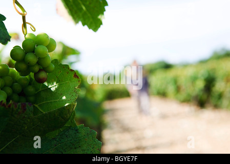 Grapes on vine, worker in background Stock Photo