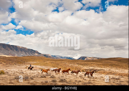 Cowboy herding horses Stock Photo
