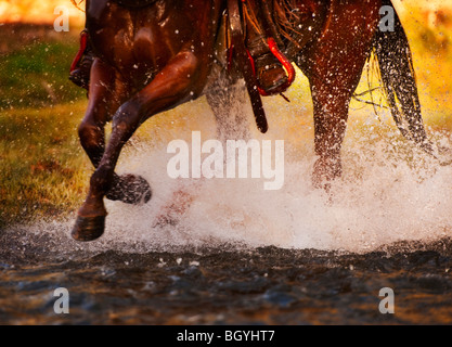 Horse running in water Stock Photo