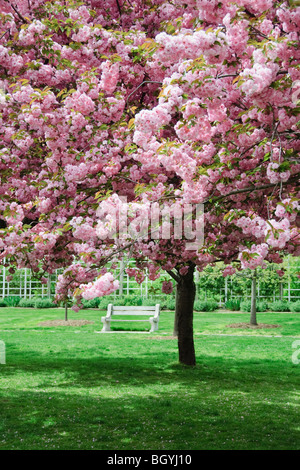 Cherry Tree blossoms Brooklyn Botanic Garden Stock Photo - Alamy