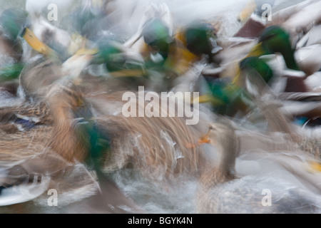 long exposure of Mallards and Black-headed Gulls feeding on a pond Stock Photo