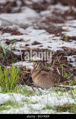 Woodcock Scolopax rusticola feeding in snow on Norfolk coastal farmland Stock Photo