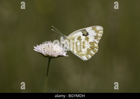 Eastern Bath White, Pontia edusa, butterfly, Bulgaria, Europe Stock Photo