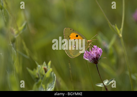 Clouded Yellow, Colias croceus, butterfly, Bulgaria, Europe. Stock Photo