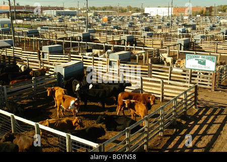 Oklahoma City, OK, Oklahoma, Oklahoma National Stockyard, cattle, cows, livestock Stock Photo