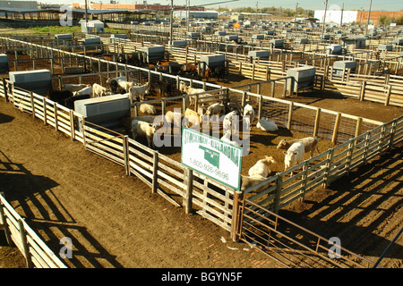 Oklahoma City, OK, Oklahoma, Oklahoma National Stockyard, cattle, cows, livestock Stock Photo