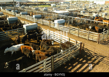 Oklahoma City, OK, Oklahoma, Oklahoma National Stockyard, cattle, cows, livestock Stock Photo