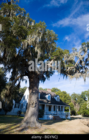 A large oak tree with spanish moss sits in front of the home on the grounds of the Charles Pinckney National Historic Site, near Charleston, South Carolina, United States of America. Stock Photo