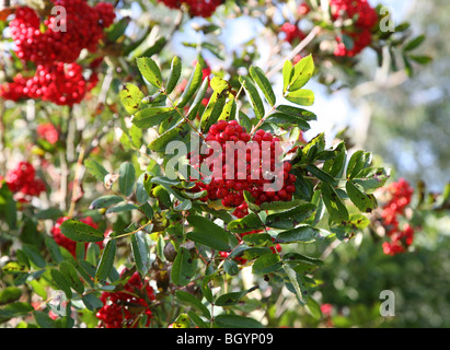 Red Mountain Ash (Sorbus aucuparia) also known as Rowan or European Rowan berries Stock Photo