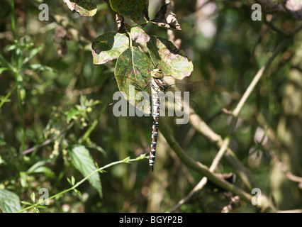 A Golden ringed Dragonfly (Cordulegastridae) possibly a Cordulegaster boltoni resting on a tree leaf Stock Photo