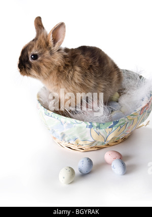Little brown easter rabbit in a basket of easter eggs Stock Photo