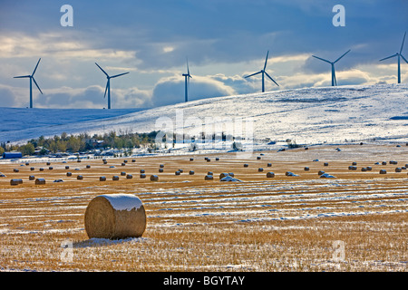 Hay bales covered in snow in Cowley backdropped by windmills in Southern Alberta, Canada. Stock Photo