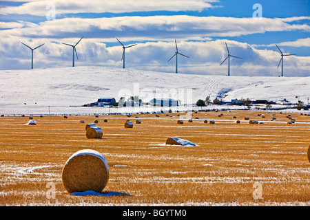 Hay bales covered in snow backdropped by windmills in Southern Alberta, Canada. Stock Photo