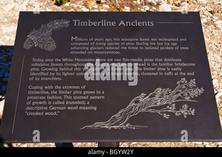 Interpretive sign at the Patriarch Grove, Ancient Bristlecone Pine Forest, Inyo National Forest, White Mountains, California Stock Photo