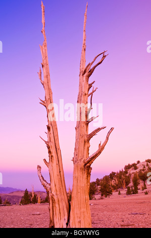Ancient Bristlecone Pines (Pinus longaeva) in the Patriarch Grove, Ancient Bristlecone Pine Forest, White Mountains, California