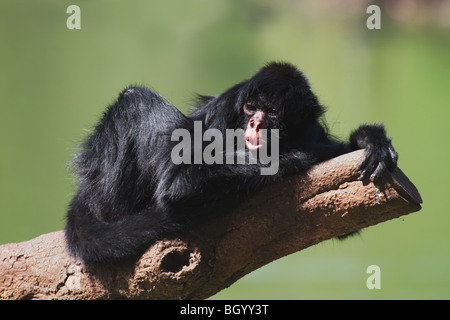 Black-faced Spider Monkey (Ateles paniscus chamek) resting in tree. Live in the forest of central South America, Brazil. Stock Photo