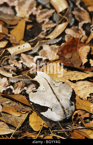 West African Gaboon Viper (Bitis gaboonica) Stock Photo