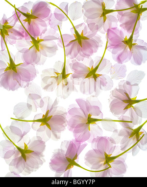 Completely translucent cherry blossom, blossoms, flowers petals. Pattern isolated on a white background. Close up. cut out Stock Photo