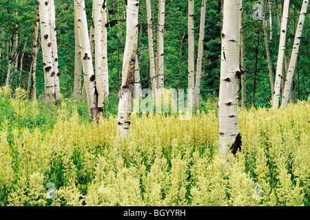 Quaking Aspen Trees (Populus tremuloides) and Helleboro (Veratrum viride)...Gunnison National Forest, Colorado Stock Photo