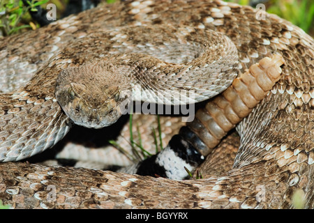 Western Diamondback Rattlesnake (Crotalus atrox) native to the southwestern United States. Grows to a length of 6 feet. Stock Photo
