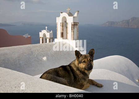 Dog lying on rooftop above white church bell towers and lagoon in Oia village on Santorini Island in Greece Stock Photo