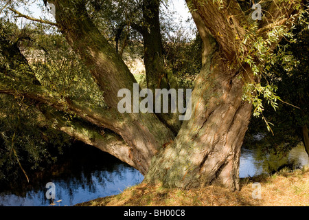 Large White Willow Trunk (Salix alba) River Tas Valley Norfolk UK Stock Photo
