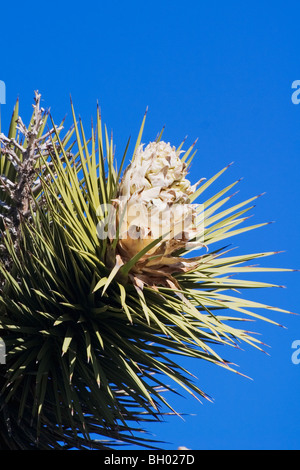 Joshua Tree, (Yucca brevifolia) blooming Stock Photo