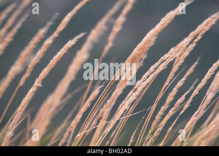 Reeds and grasses growing on sand dunes. Stock Photo