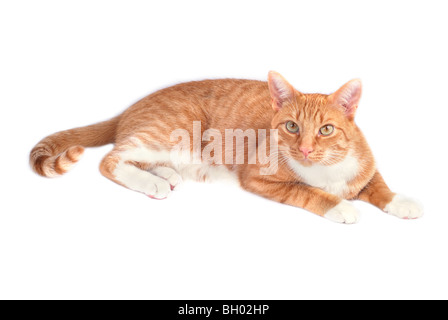 Red cat on a white background Stock Photo