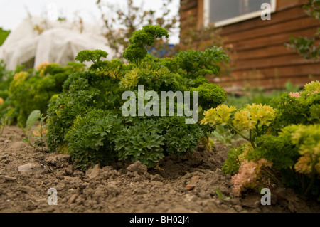 Parsley (Curly) (Petroselinum crispum) growing in front of a wooden shed on an allotment plot Stock Photo